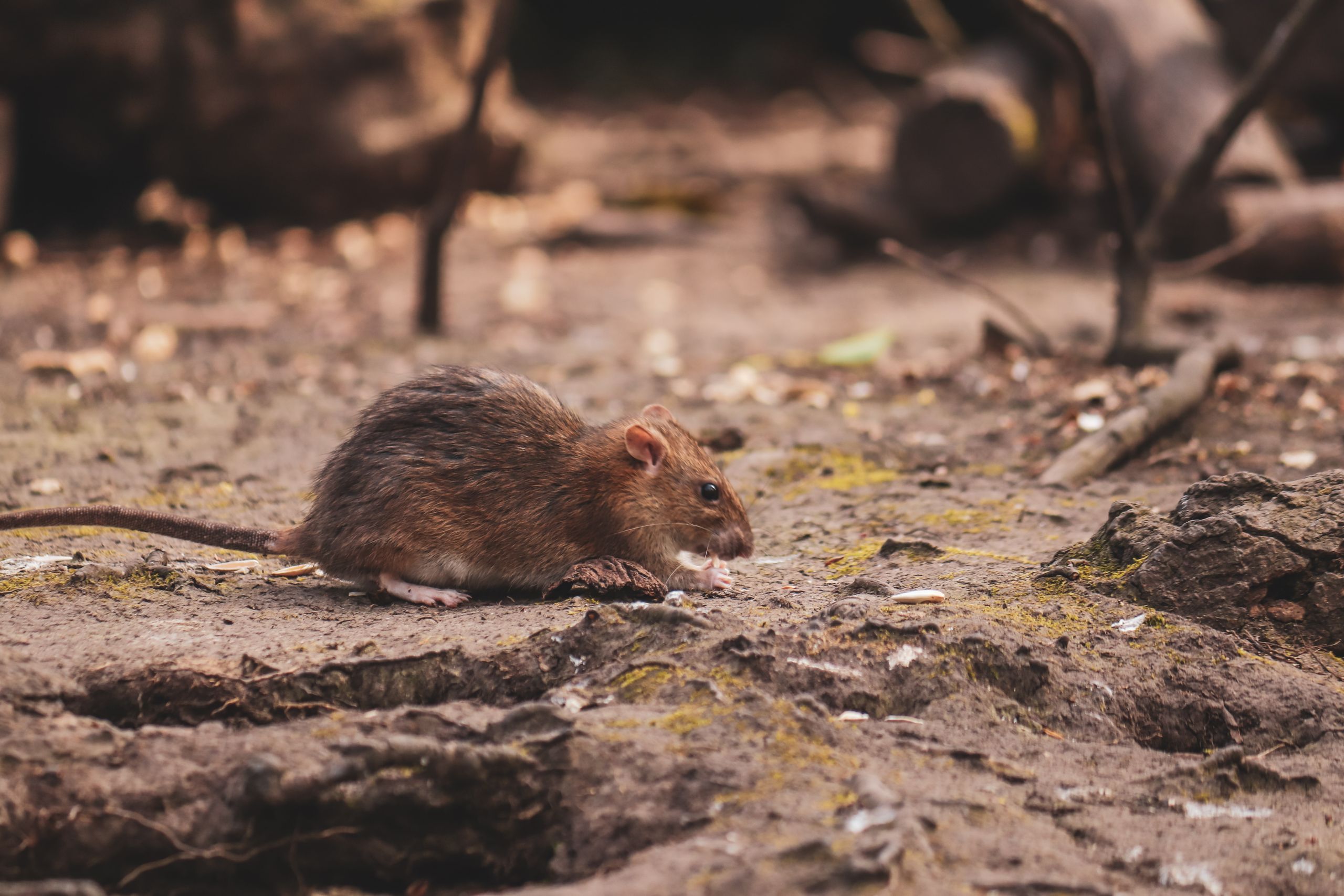 A brown rat forages on a forest floor, surrounded by earth and logs, showcasing its natural habitat.