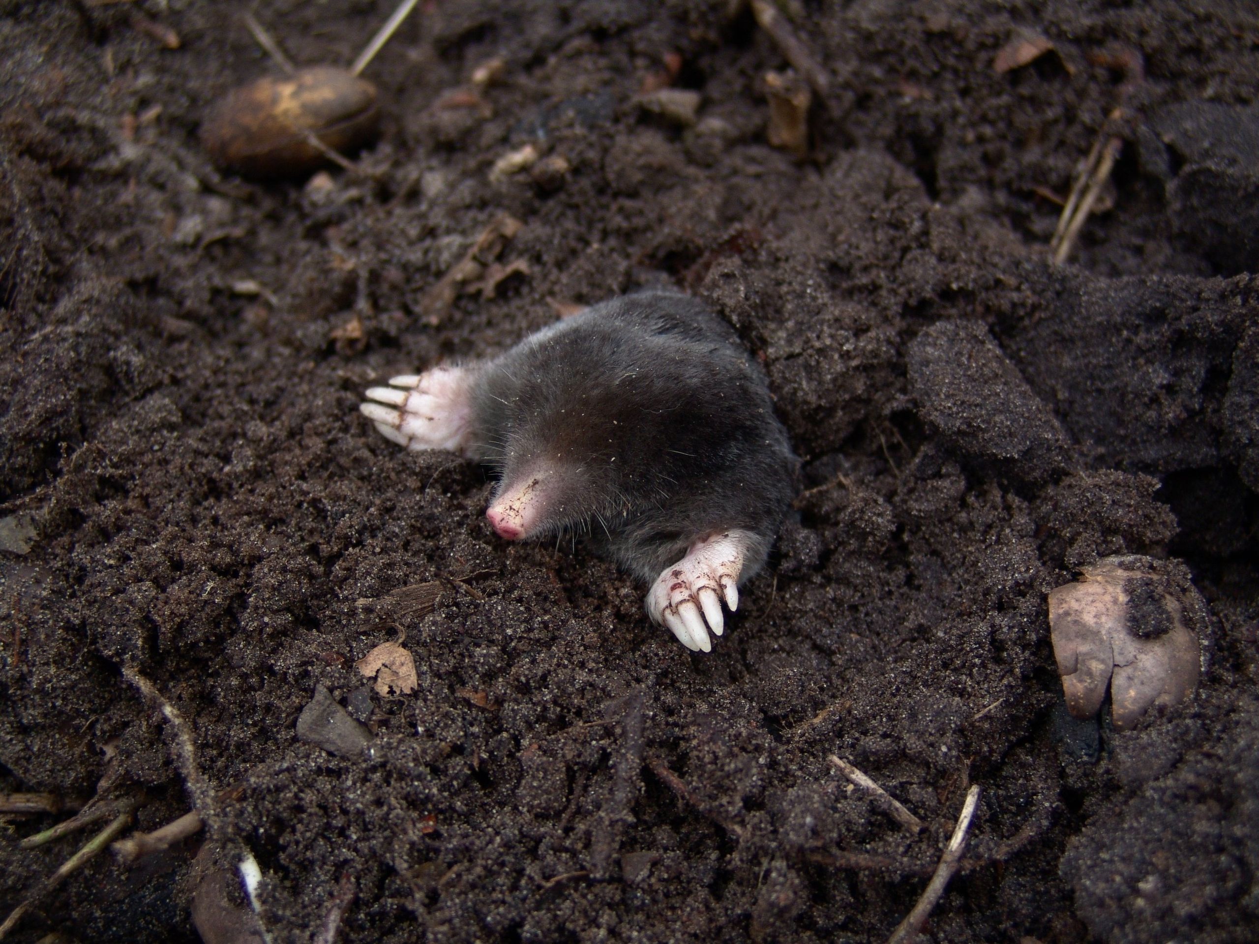A European mole digging up through rich soil, showcasing its claws and fur in a natural setting.