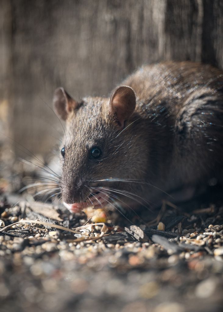 Detailed close-up of a brown rat eating seeds in a natural setting. Perfect for wildlife photography enthusiasts.